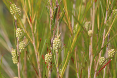 Melaleuca uncinata