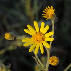 Senecio heterotrichius
