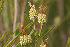 Melaleuca uncinata