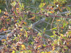 Crataegus rivularis