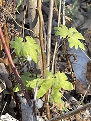 Lygodium palmatum
