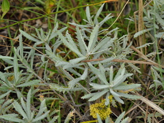 Senecio heterotrichius