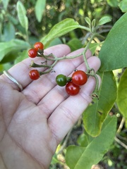 Solanum donianum