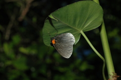 Hades noctula