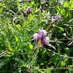 Linaria amethystea