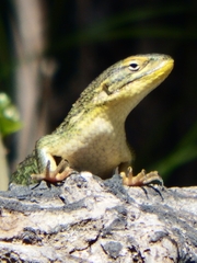 Liolaemus chiliensis