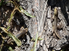 Liolaemus chiliensis