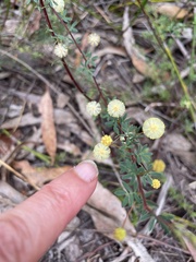 Acacia mitchellii