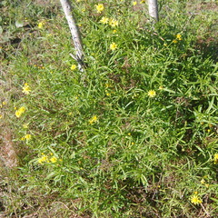 Senecio madagascariensis