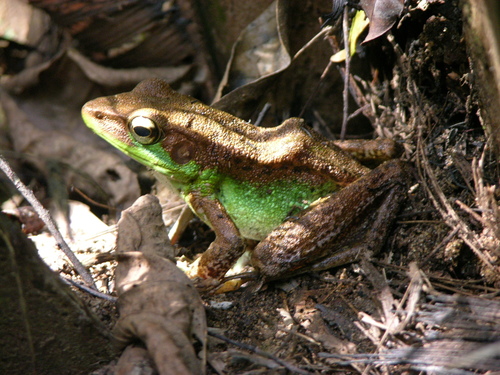Andersson's Cameroon Frog, Hylarana lepus