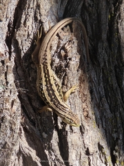 Liolaemus chiliensis