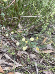 Acacia mitchellii