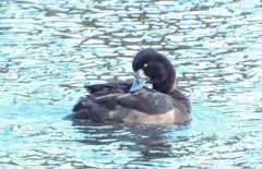 Aythya fuligula