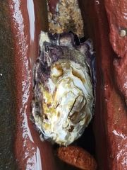 Saccostrea glomerata