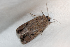 Spodoptera mauritia