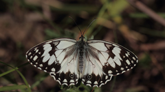 Melanargia titea