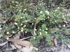 Acacia mitchellii