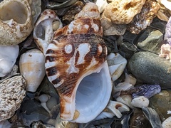 Ranella australasia