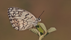 Melanargia titea