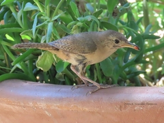 Troglodytes aedon chilensis