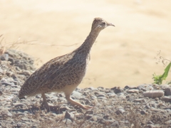 Nothoprocta perdicaria perdicaria
