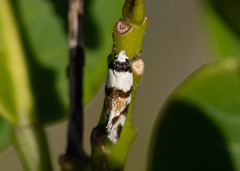 Isomoralla gephyrota