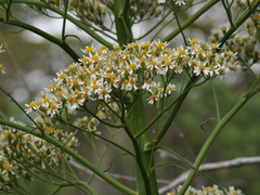 Senecio mattfeldianus
