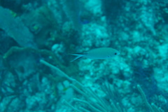 Azurina multilineata