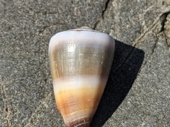 Conus muriculatus