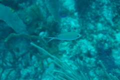 Azurina multilineata