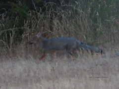 Lycalopex griseus