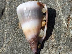 Conus muriculatus