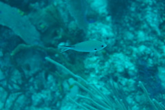 Azurina multilineata