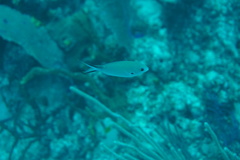 Azurina multilineata