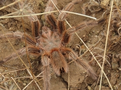 Grammostola rosea