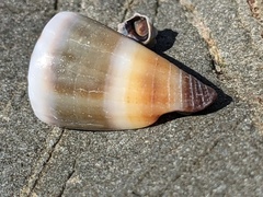 Conus muriculatus