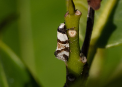 Isomoralla gephyrota