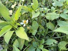 Bidens alba