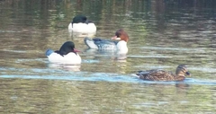 Mergus merganser
