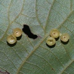 Caryomyia flaticrustum