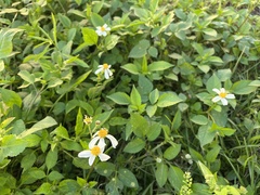 Bidens alba