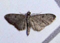 Eupithecia tripunctaria