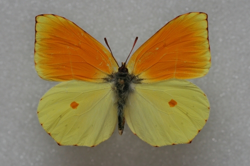 Madeira Brimstone
