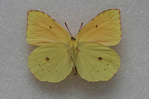 Madeira Brimstone