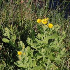 Senecio selloi