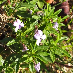 Viola arborescens