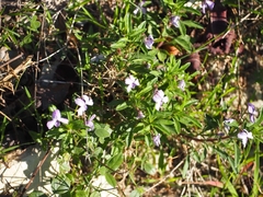 Viola arborescens