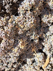 Petrophytum caespitosum