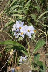 Solanum bonariense