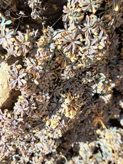 Petrophytum caespitosum